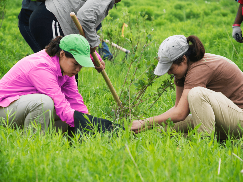 Youth working together to plant a tree.